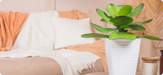 Home Staging